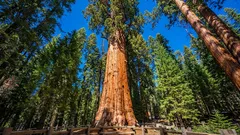 Existuje strom, ktorý je starší ako Rímska ríša – a stále rastie.