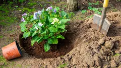 Prečo hortenzia nekvitne, hoci vyzerá zdravo: Hlavná chyba pri reze