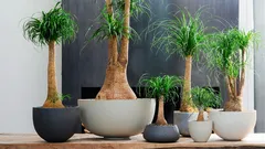 Nolina v byte: Ako sa o ňu starať, aby nezhnila a mala silný kmeň