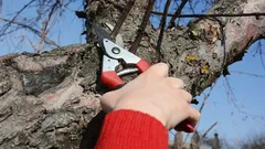 Ako orezať starý jabloň, aby opäť rodil: pravidlo 25 %, ktoré zachráni strom