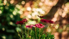 Chudobná, ale krásna pôda: nápady a rastliny pre skalku s nízkou údržbou
