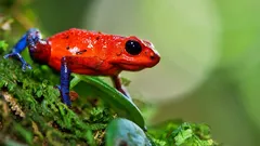 Krásne ako dúha, smrteľné ako jed: malí zabijaci džungle