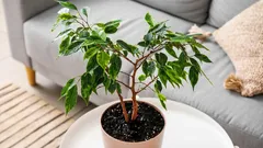 Opadávanie listov fikusu v zime: ako rozoznať normálny opad od problému