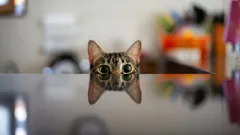 Mačka a jej tichá stratégia: čo znamená, keď vás neustále pozoruje