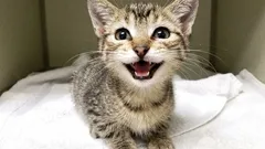 Vedia sa mačky smiať? Tu je 5 neobvyklých signálov šťastnej mačky