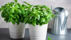 Domáca bazalka, ktorá poteší celú sezónu: jednoduché triky