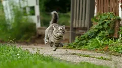 Mačka v turbo režime po toalete: ako rozoznať energiu od zdravotného problému