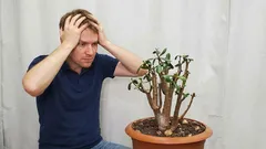 Prečo sa strom peňazí vyťahuje a padá: jednoduchý spôsob, ako mu vrátiť dokonalý vzhľad