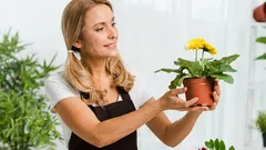 Prečo rastliny hynú: 3 najčastejšie chyby pri umiestnení a ako sa im vyhnúť