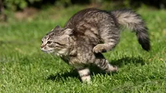 Naháňačka po byte s mačkou zvyšuje stres: čo robiť namiesto toho