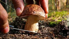 Rezať alebo vytrhávať huby: čo hovorí veda a ako zbierať bez poškodenia lesa