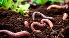 Tajomstvo živého pôdneho prostredia: 3 podmienky pre väčší výskyt dážďoviek v záhrade