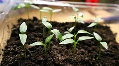 Čo nemá rada sadenica papriky? 7 chýb pri výseve a pestovaní papriky, ktoré môžu viesť k nižšej úrode