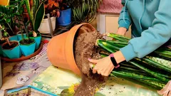 Je naozaj potrebné presádzať sansevieriu každý rok — a prečo jej môže uškodiť príliš veľký črepník