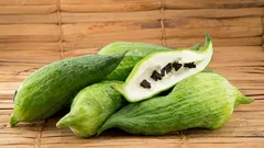 Jedlá zelená stena: praktický sprievodca ačokča pre záhradu a terasu