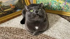 5 pravidiel, aby bola mačka spokojná, aj keď nikdy nechodí von