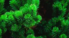 Borovicové ihlice v záhrade: 10 praktických použití, ktoré šetria prácu a vodu