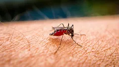 Prečo uštipnutie komárom tak svrbí a ako rýchlo zmierniť svrbenie