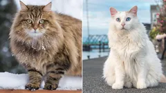 Najväčšie plemená mačiek: stručný prehľad, výhody