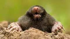 Ako sa zbaviť krtkov v záhrade bez poškodenia pôdy: metódy, ktoré skutočne fungujú