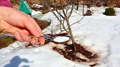 Oplatí sa hnojiť na sneh, a ak áno, ako a kedy to robiť správne