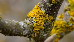 Lišajník na ovocných stromoch nie je choroba: čo vám napovie o záhrade