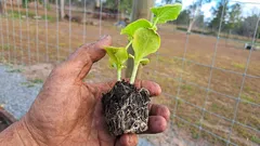 Koreňová zóna rozhoduje: čo robiť, aby sa priesady lepšie ujali po presadení