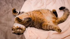 Prečo mačka ukazuje bruško, ale nechce, aby ste ju hladkali